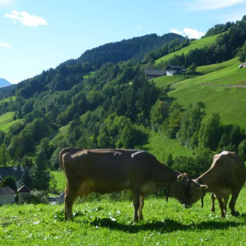 proderhof-villnoess-suedtirol (39)